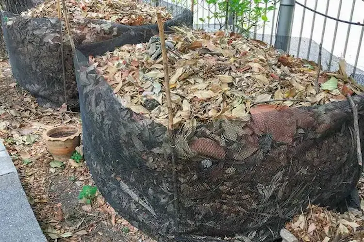 in Häufen mit Netzen gesammelte Laubblätter für Blattschimmel verwenden und den Gartenboden verbessern