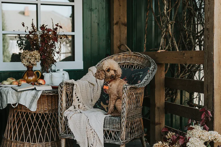kleiner hund sitzt auf einem herbstlich dekorierten balkon mit trockenblumen