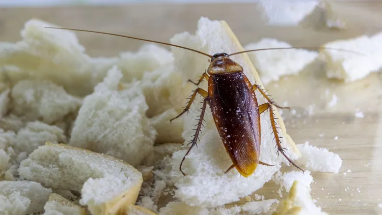 krümel und andere essensreste locken insekten wie kakerlaken in die küche an und können zu befall führen