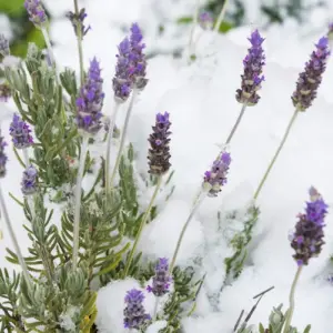 lavendel überwintern im garten