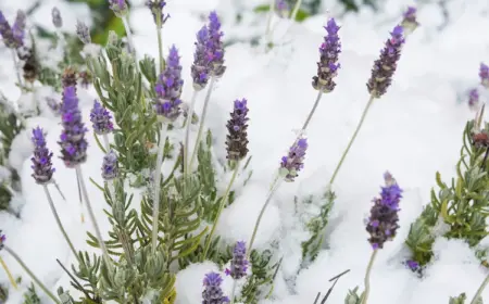 lavendel überwintern im garten