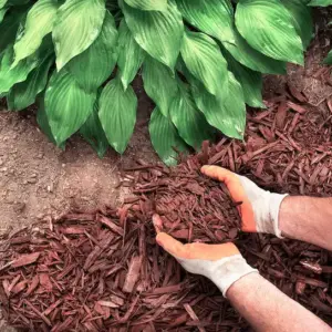 mulchen ist eine wichtige herbstliche pflege für stauden