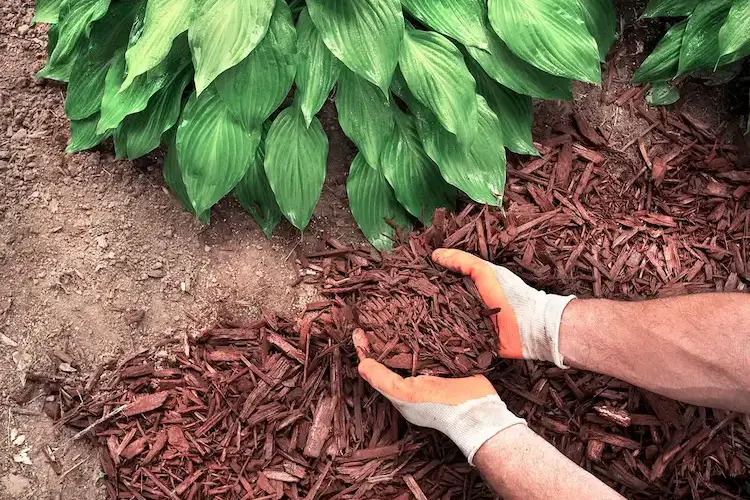 mulchen ist eine wichtige herbstliche pflege für stauden