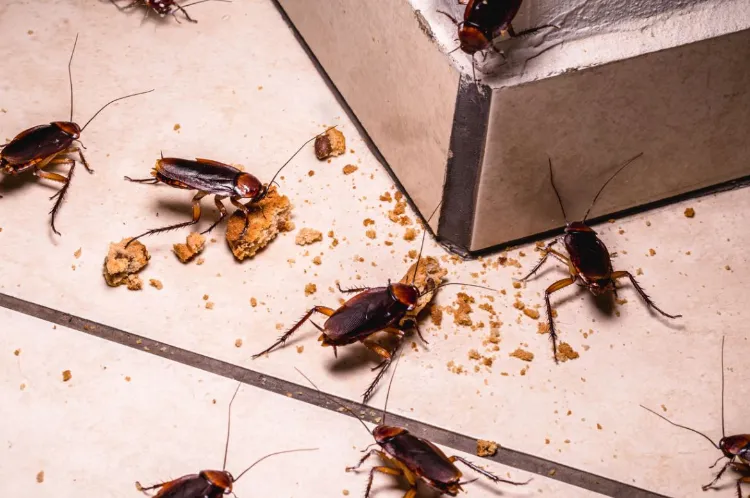 nachtaktive insekten im haushalt durch vergessene lebensmittel anlocken und einen insektenbefall riskieren