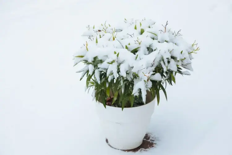 Oleander überwintern und schneiden - Die richtigen Schritte und Maßnahmen