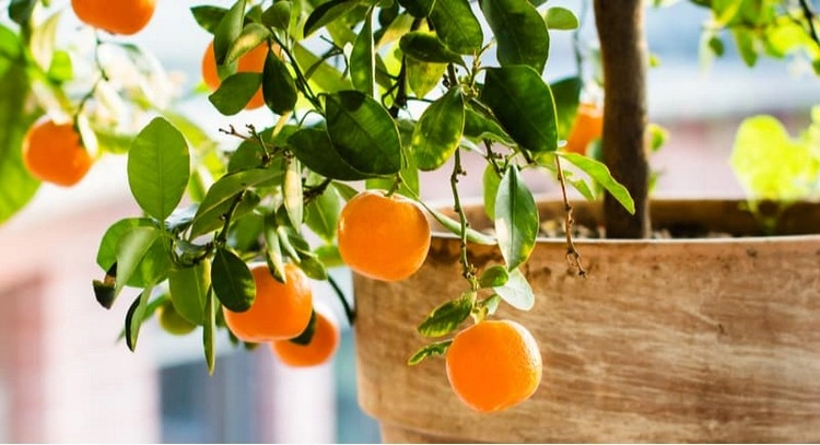 orangenbaum pflege im winter wie sind licht und temperatur voneinander abhängig