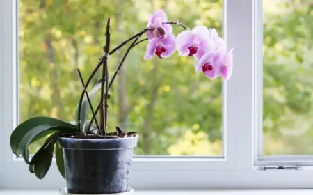 orchideen blätter hängen herunter was sind die ursachen
