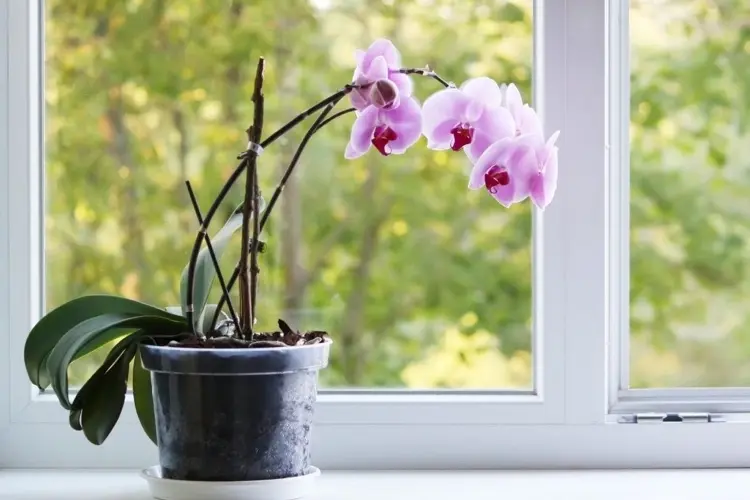 orchideen blätter hängen herunter was sind die ursachen