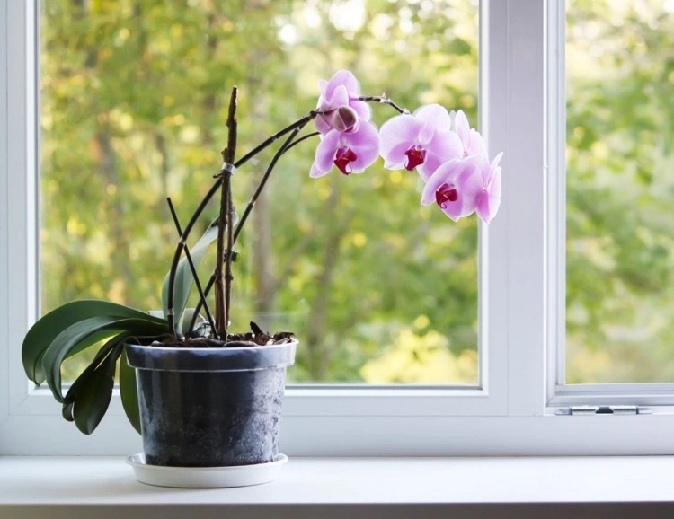 orchideen blätter hängen herunter was sind die ursachen