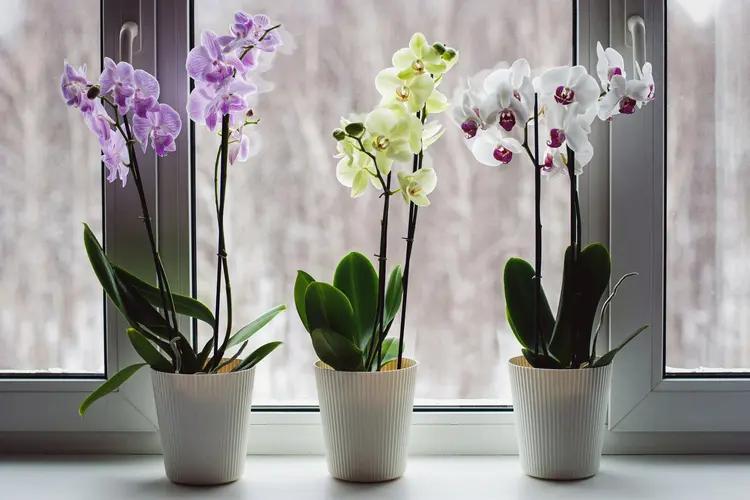 Orchideen blühen nicht, wenn es zu dunkel ist