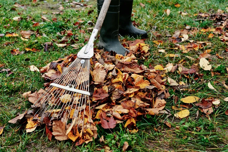 rasen im november zum letzten mal mähen