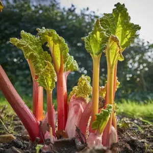 rhabarber pflanzen im herbst