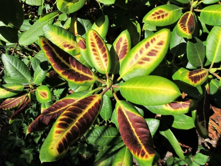Rhododendron bekommt braune Blätter Sonnenbrand Krankheit oder anders