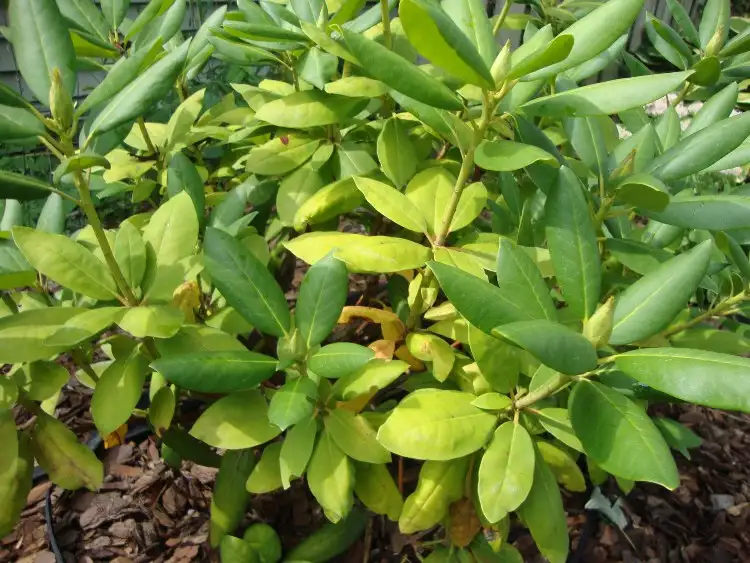 Rhododendron leidet unter Nährstoffmangel