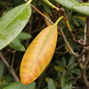 Rhododendron hat gelbe Blätter mögliche Ursachen