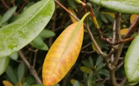 Rhododendron hat gelbe Blätter mögliche Ursachen