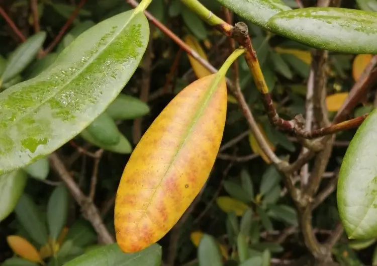 Rhododendron hat gelbe Blätter mögliche Ursachen