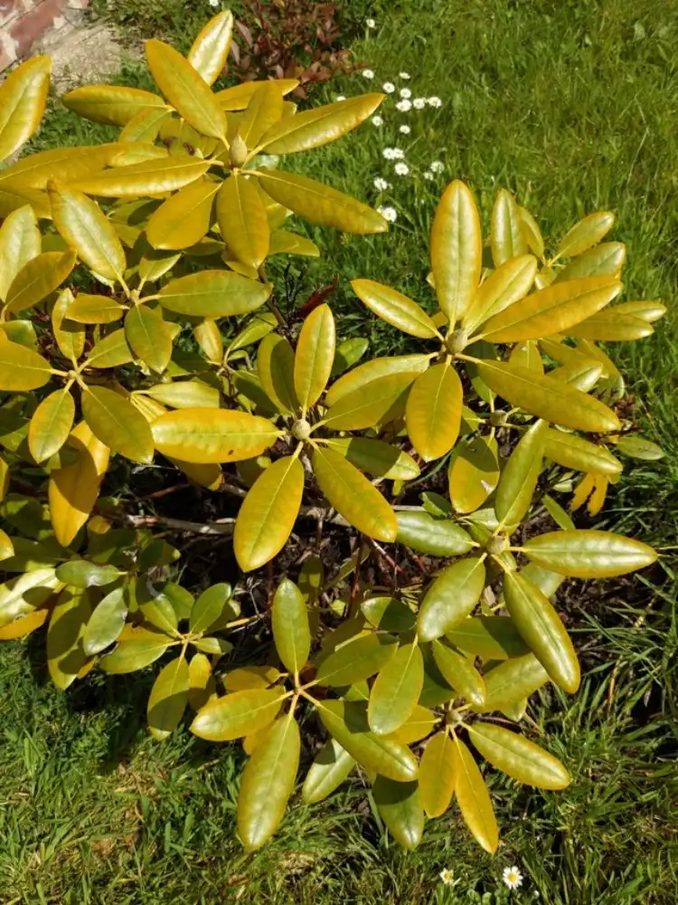 Rhododendron in der Sonne Blätter verbrennen