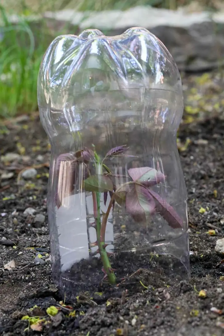 Rosen vermehren mit Plastikflasche und Stecklingen - Schneiden Sie die Flasche zu