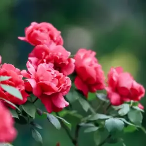 Rosen vermehren mit Plastikflasche und Stecklingen - Trick für ein Mini-Gewächshaus