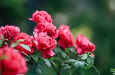 Rosen vermehren mit Plastikflasche und Stecklingen - Trick für ein Mini-Gewächshaus
