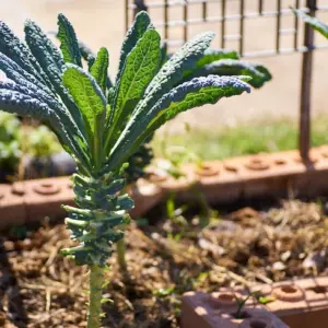 rustikale gartengestaltung mit gemüsebeet einfassung ideen ermöglichen