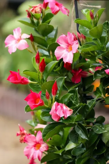 Schöne Dipladenia während der Blüte