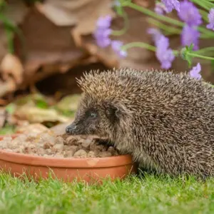 stachelige besucher des gartens wie igel mit futternäpfen im herbst oder nach winterschlaf versorgen