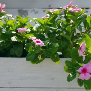 Überwinterung von Dipladenia - Vermeiden Sie diese 5 typischen Fehler