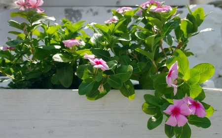 Überwinterung von Dipladenia - Vermeiden Sie diese 5 typischen Fehler