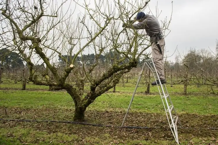 Warum genau werden Obstbäume geschnitten?