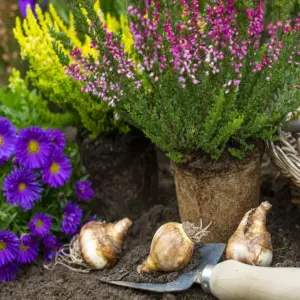 was pflanzt man im oktober in den garten