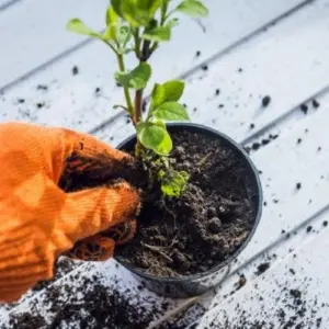 Welche Hausmittel gegen Fliegen in der Blumenerde - Zimt