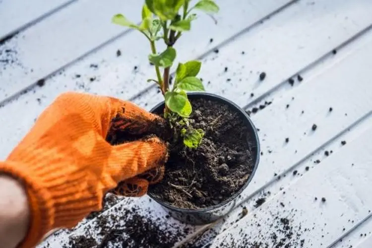 Welche Hausmittel gegen Fliegen in der Blumenerde - Zimt