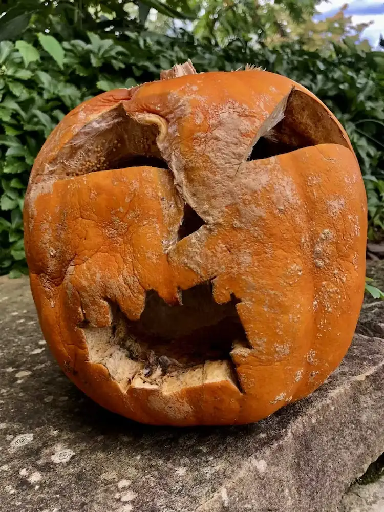 wenn ein halloween kürbis schimmelt die richtigen vorbeugungsmaßnahmen ergreifen