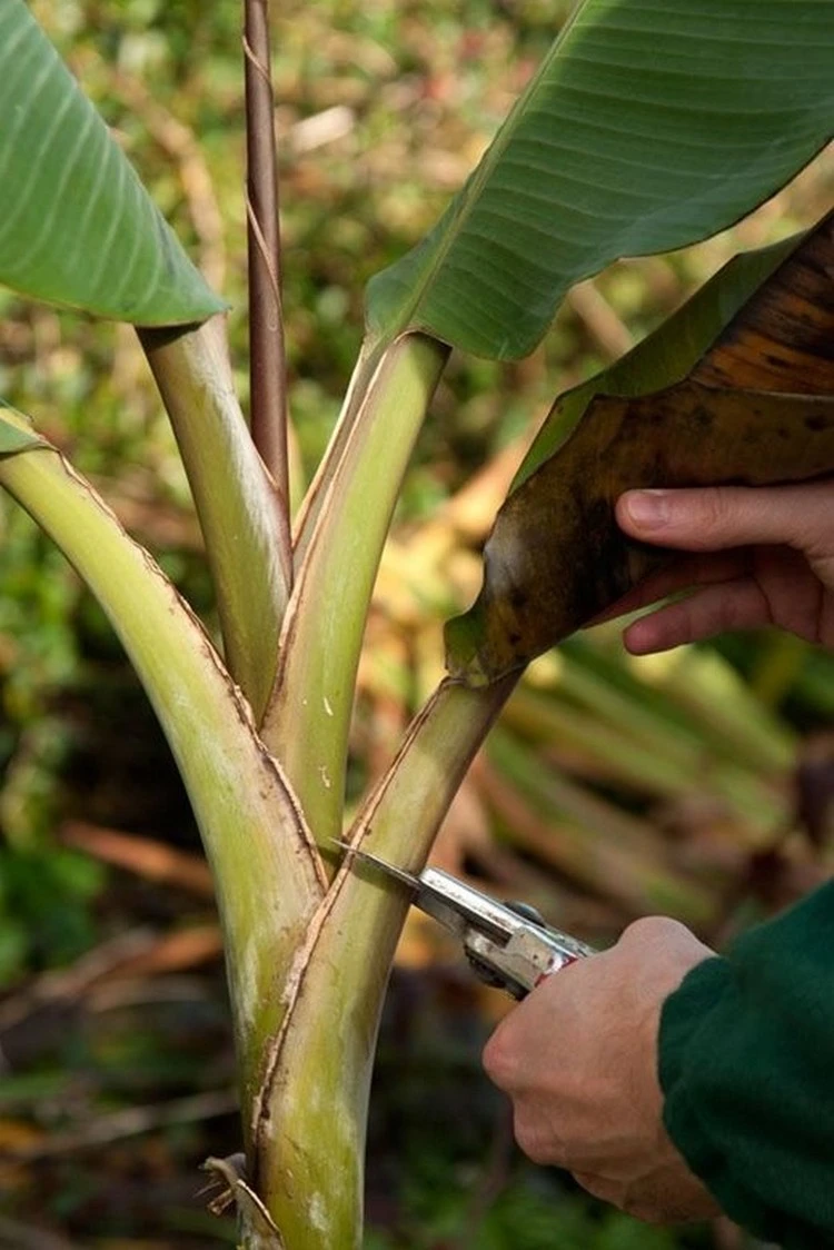 Wie Bananenpflanze überwintern - Zuerst Blätter entfernen