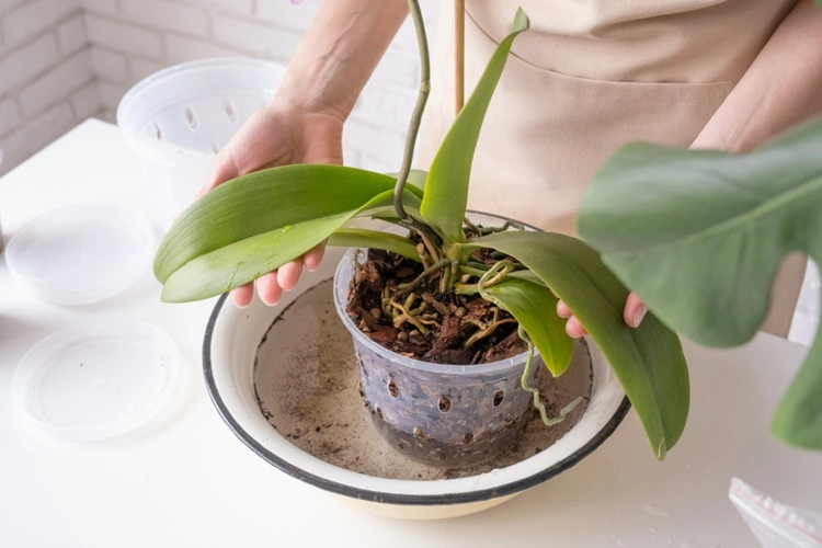 wie eine orchidee mit schlaffen blättern retten