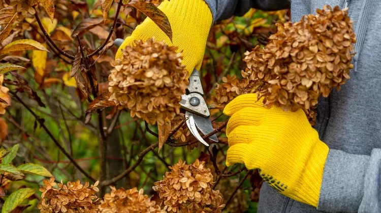 Wie kann man Hortensien im Herbst schneiden?