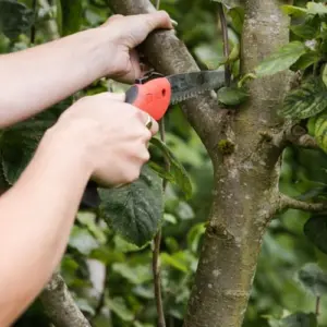 Wie Obstbäume im Herbst schneiden? Tipps