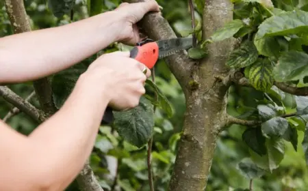 Wie Obstbäume im Herbst schneiden? Tipps