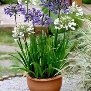 Wie soll man den Agapanthus überwintern?