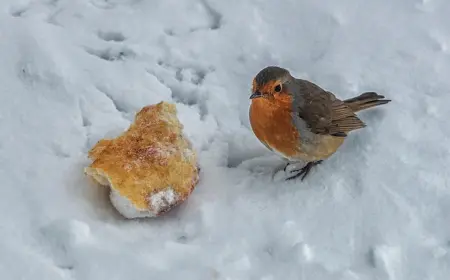 als hilfe bei der nahrungssuche im winter ab und zu vögel mit brot füttern