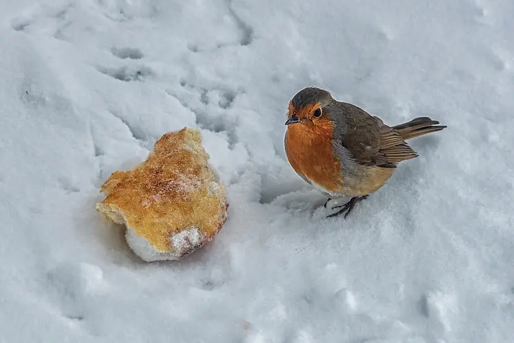 als hilfe bei der nahrungssuche im winter ab und zu vögel mit brot füttern