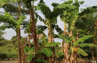 bananenpflanze winterfest machen
