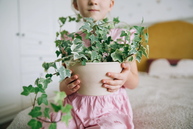 bei kleinkindern oder haustieren giftige zimmerpflanzen an sicheren orten aufbewahren