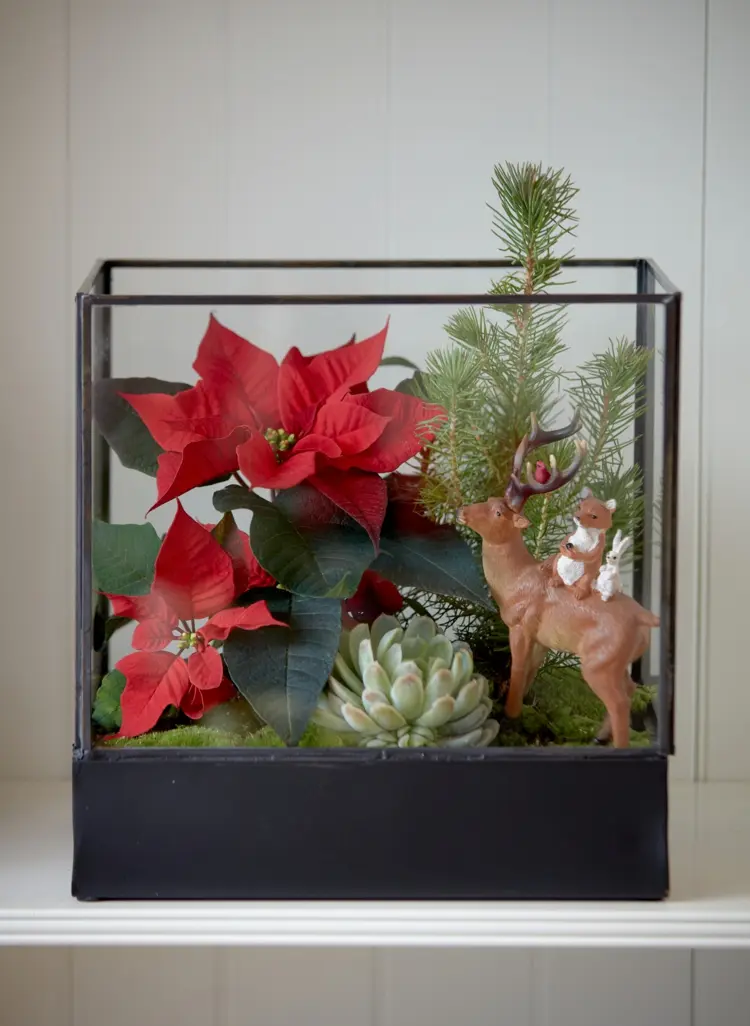 florarium gestalten mit weihnachtsstern, nadelzweig und sukkulente