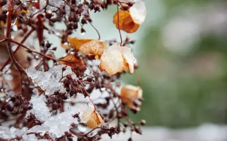 hortensien im beet überwintern was sollten sie tun