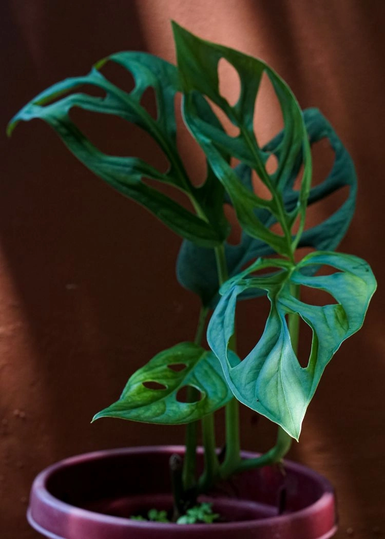 monstera „monkey leaf“ (monstera adansonii)