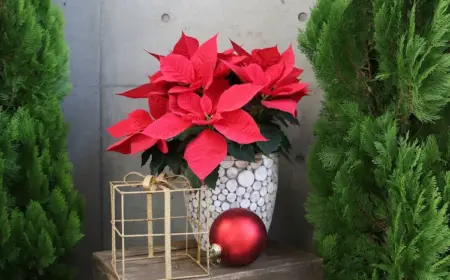 sich für schöne weihnachtsblumen wie den klassischen adventsstern beim dekorieren entscheiden