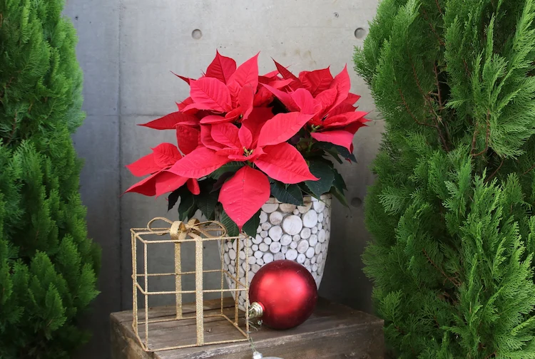 sich für schöne weihnachtsblumen wie den klassischen adventsstern beim dekorieren entscheiden